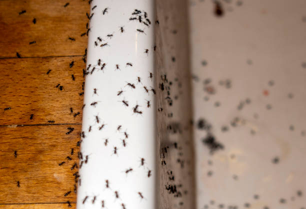 Best Best Pest Control Near Me  in Madison, IN