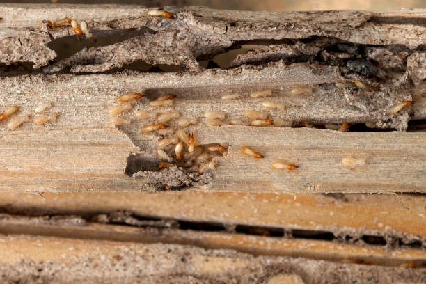 Best Commercial Pest Control Services  in Madison, IN