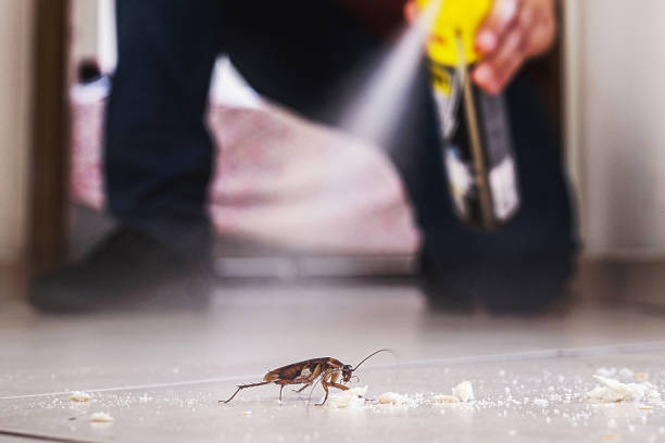 Best Spider Control Near Me  in Madison, IN